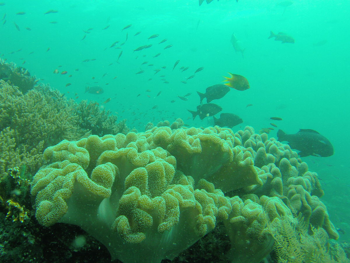 Warna-Warni Dunia Bawah Laut di Jantung Cilacap